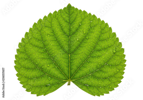 Vibrant green leaf with detailed vein pattern