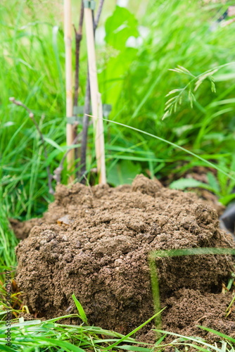Molehill Near Young Tree in Garden