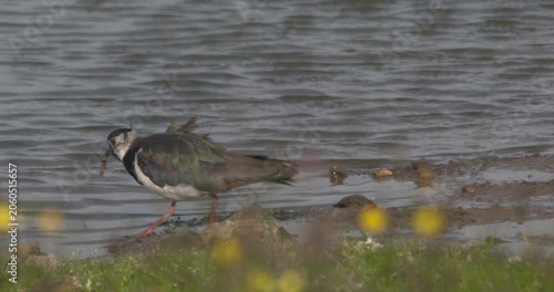 Lapwing bird eating worms river bank yellow flowers slow motion