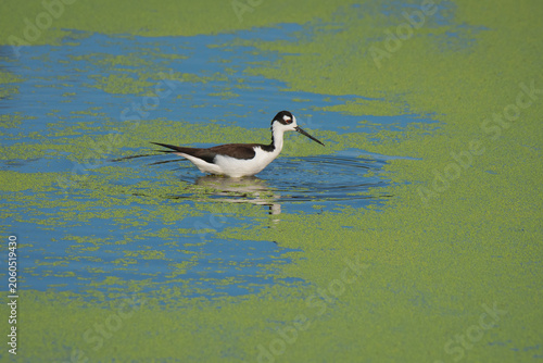 Black-necked Stilt in the Florida marsh with duckweed