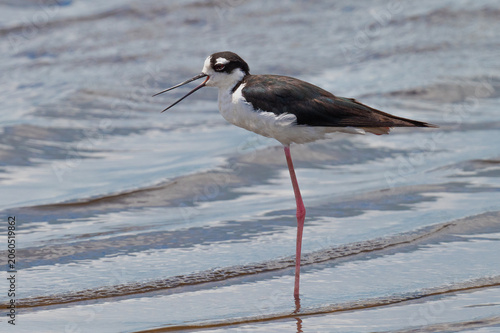  Black-necked Stilt wadding in the Florida waters