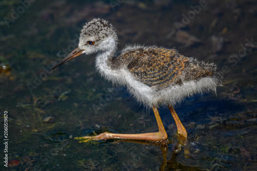 Black-nected Stilt chick walking in the Florida marsh