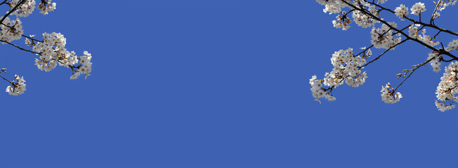Sakura branches on the sky background. Spring flowers banner. Blank blue background, color effects, Image manipulation