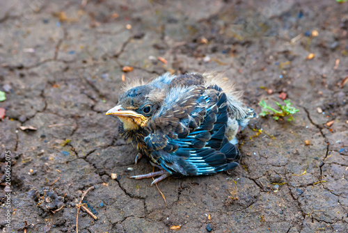 The thrush chick (Latin. Turdus) fallen out of the nest