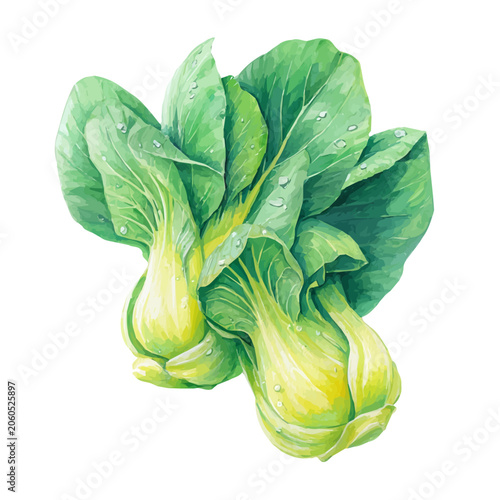 Fotografie Bok Choy, watercolor illustration isolated on white background