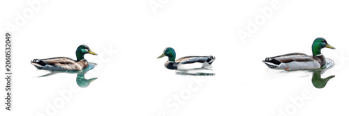 Set and collection of a classic mallard duck swimming, perfect for wildlife photography, nature education, wetland conservation branding, and avian life marketing concepts isolated on white 