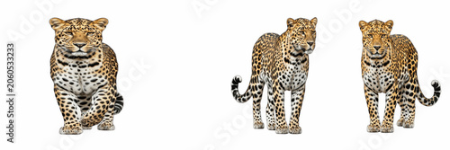 Canvas Print Set of Three Realistic Leopard Characters in Different Poses Isolated on White B
