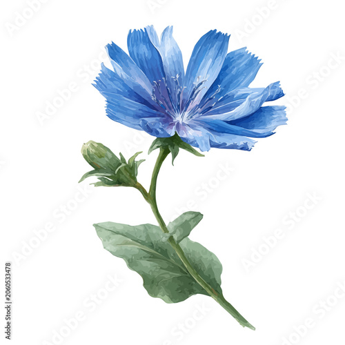 Photos Chicory, watercolor design element isolated on white background