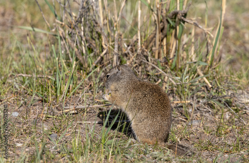 Tableau sur toile Cute Uinta Ground Squirrel in Yellowstone National Park Wyoming in Springtime