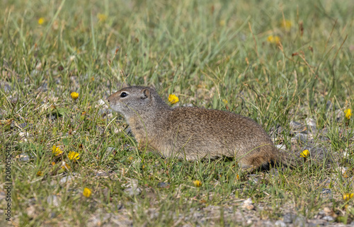 Photos Cute Uinta Ground Squirrel in Yellowstone National Park Wyoming in Springtime