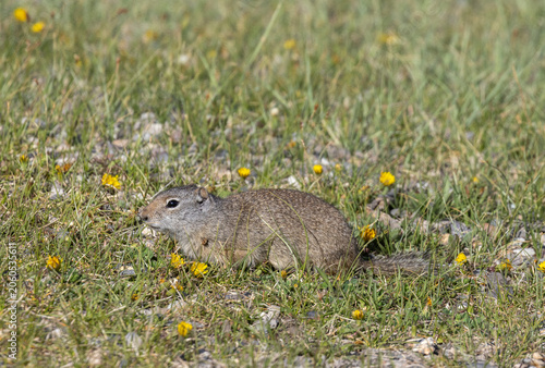 Obraz na plátně Cute Uinta Ground Squirrel in Yellowstone National Park Wyoming in Springtime