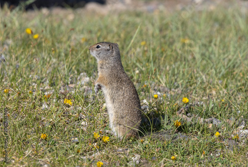 Canvas Print Cute Uinta Ground Squirrel in Yellowstone National Park Wyoming in Springtime
