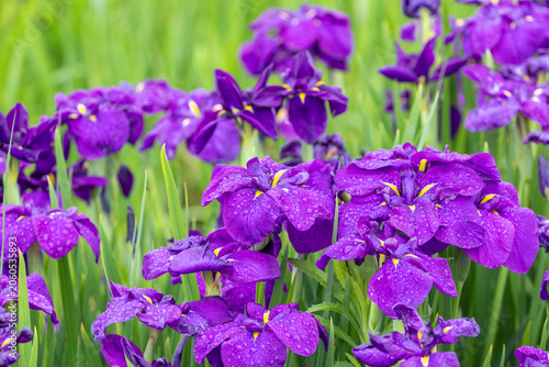 満開の六月の花菖蒲