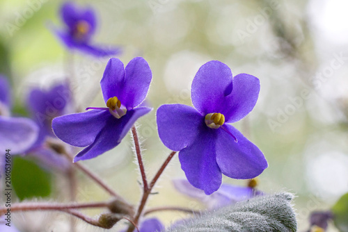 A close-up macro shot of violet buds.