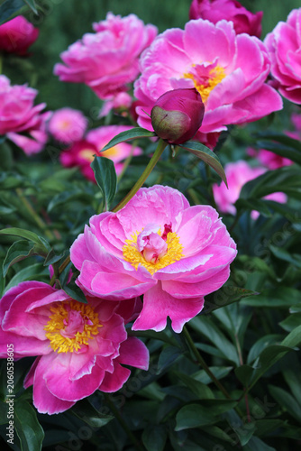 Peonies. A close-up of delicate pink peony flower with a yellow center against the dark green backdrop of a summer garden. Beautiful, fragrant bud. Flowers background. Gardening. Peony.