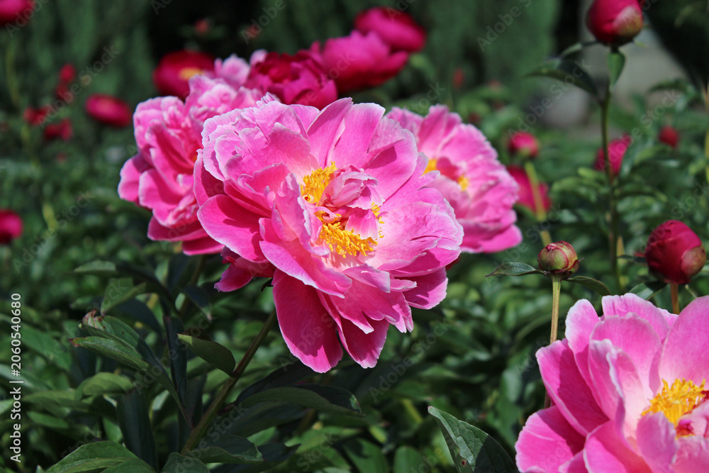 Fototapeta premium Peonies. A close-up of delicate pink peony flower with a yellow center against the dark green backdrop of a summer garden. Beautiful, fragrant bud. Flowers background. Gardening. Peony.
