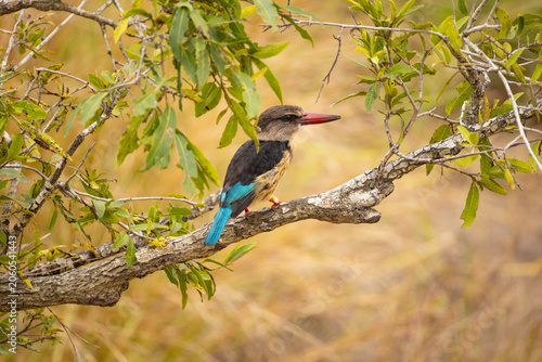 Brown Hooded Kingfisher, South Africa