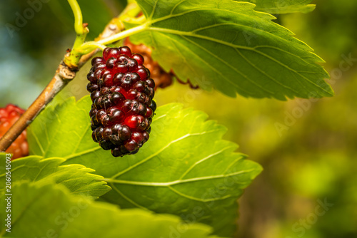 Ripe mulberry Morus fruit on branch with sunlit green leaves close-up macro, red to purple-black color gradient, nature and food photography.