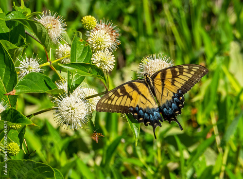 Tiger Swallowtail Butterfly and Buttonbush Plant