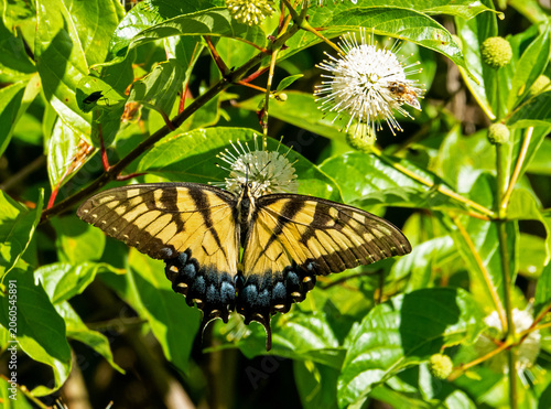 Tiger Swallowtail Butterfly and Buttonbush Plant
