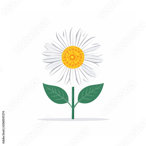 Flat design daisy flower illustration
