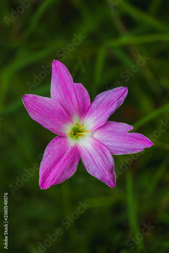 Blooming pink flower close-up lush green background nature photography macro view