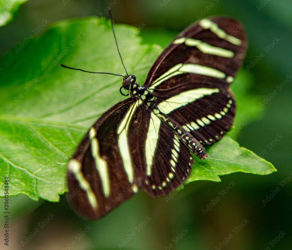 Obraz premium A zebra striped butterfly resting on a leaf in southern Florida