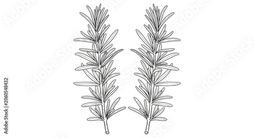 Obraz na płótnie A detailed illustration of two rosemary sprigs.