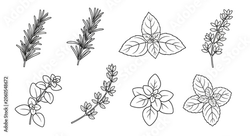 A collection of various herb plant illustrations.