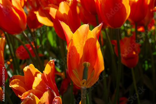 Vibrant orange and red tulips blooming in bright spring sunlight