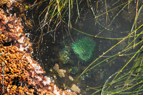 Botanical Beach Sea Anemone Tide Pool Port Renfrew. Tidepool carved into the rocky shelf at Botanical Beach filled with marine life. Near Port Renfrew BC. 
