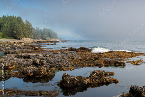 Botanical Beach Shoreline Sun and Mist. Botanical Beach rocky shelf shoreline in Juan de Fuca Provincial Park near Port Renfrew BC. 
