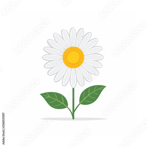 White daisy flower with green leaves illustration
