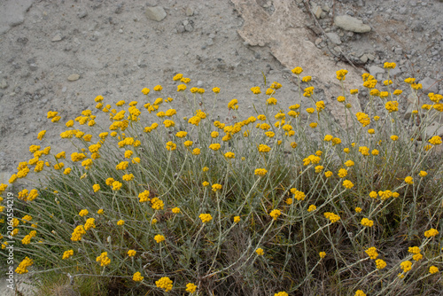 Yellow Helichrysum Italicum Flowers Blooming In Natural Mediterranean Wild Rocky Landscape