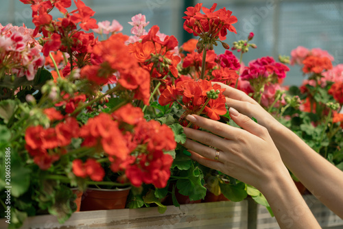 Fotografía Close up of female hands taking colorful flowers in garden center