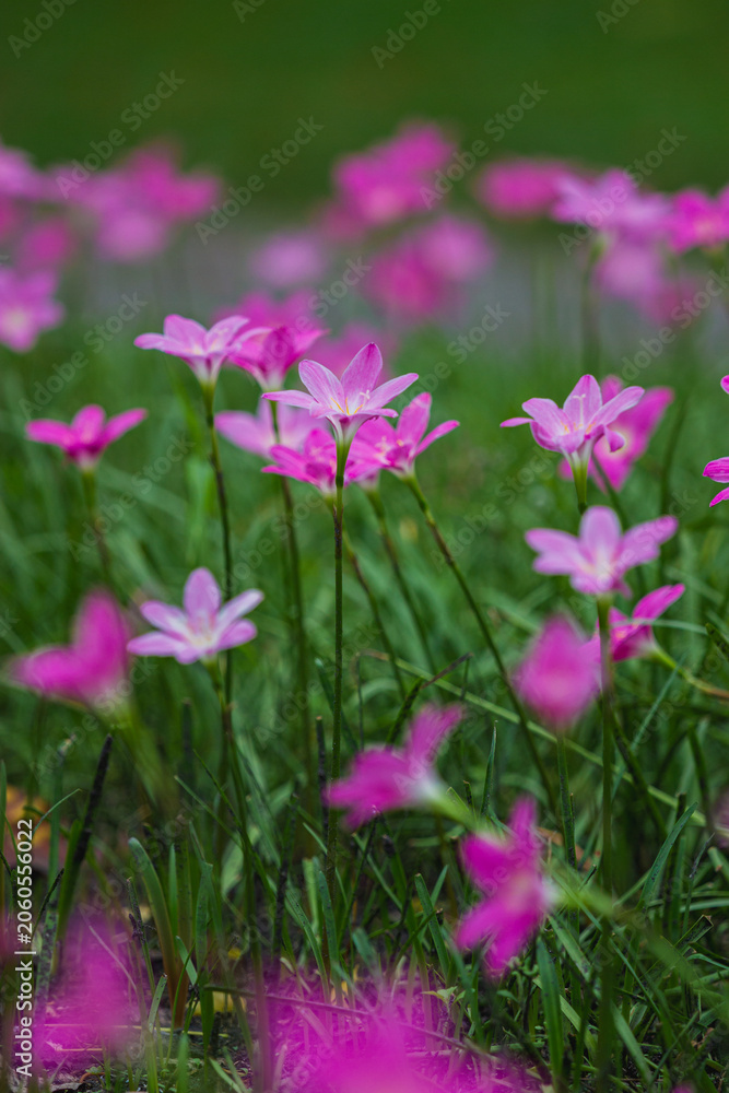 Obraz premium Vibrant pink flowers blooming in nature scenic garden photography close-up view