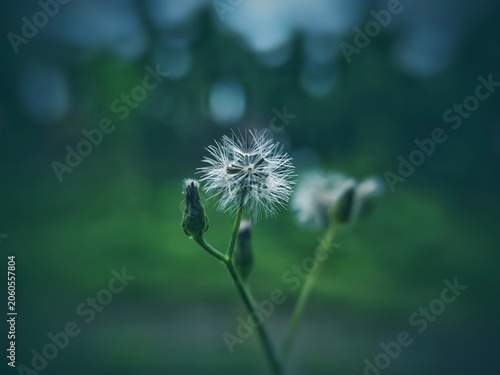 close up of a dried wildflower with soft white hairs, Emilia sonchifolia