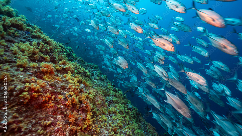 Obraz premium Deep underwater shot of school of silver fish swimming along reef towards camera at speed