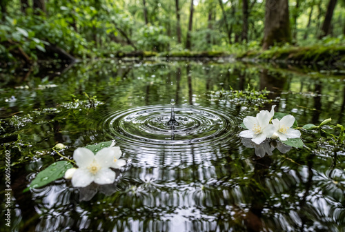 clear water drop ripple and jasmine