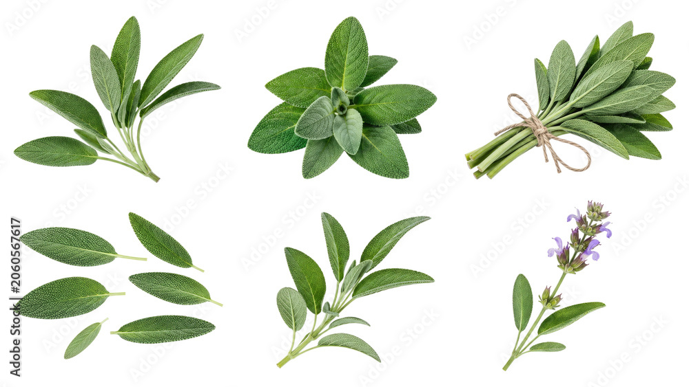 Obraz premium Fresh garden sage leaves and sprigs, including tied bundles and a flowering stem, arranged on a transparent background