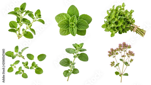Six fresh oregano sprigs and small bunches arranged on a transparent background showing green leaves, stems, and flowering tips for culinary use