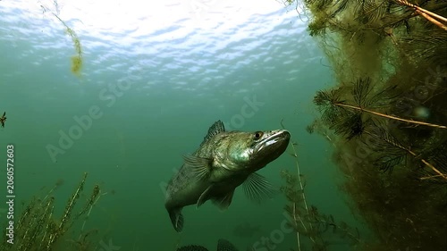 Slow motion low angle approach to a pike perch, zander - Sander lucioperca - in a freshwater lake, highlighting its silver body and caudal fin before it leaves the frame.