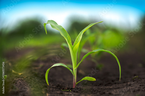 Tender corn sprout in an agricultural field. Agricultural crops grow in rows in open soil during the period of active growth.