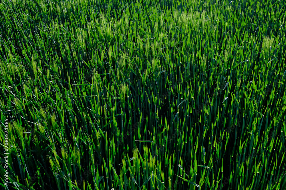 Obraz premium Dense, vibrant green grass dominates the scene