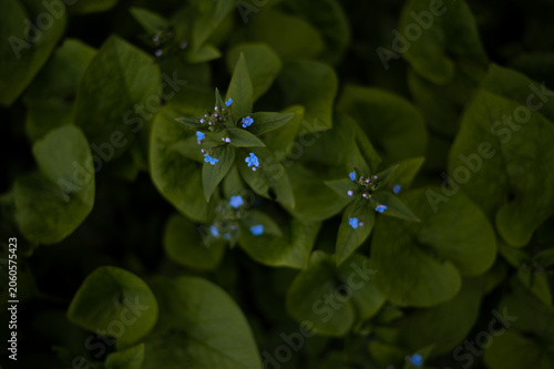 Tiny Blue Wildflowers Among Green Forest Leaves