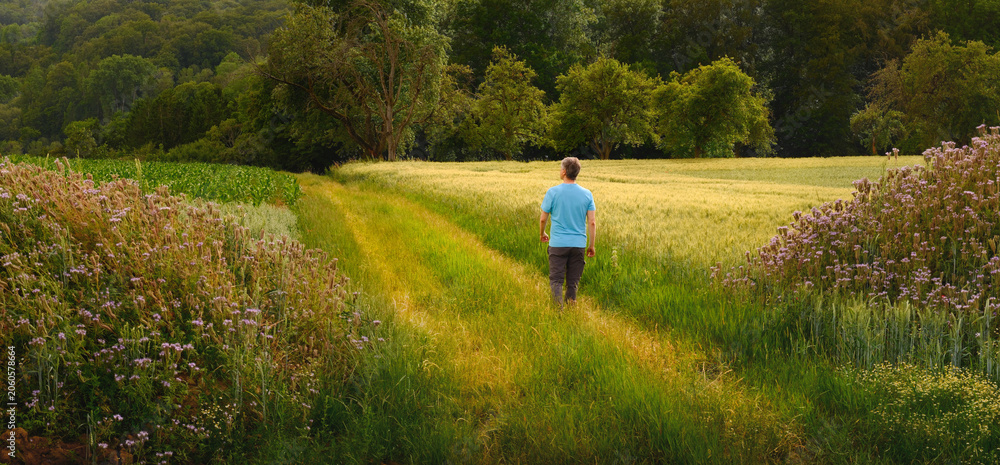 Fototapeta premium Man enjoying nature and walking alone on a scenic natural path through fields and meadows in summer
