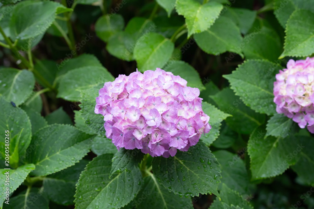 Fototapeta premium 紫陽花