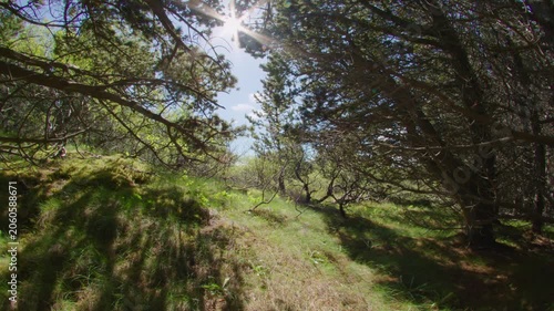 Sunny forest glade gentle breeze Iceland