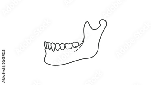 Fényképezés Minimalist outline drawing of a human lower jaw bone with teeth.