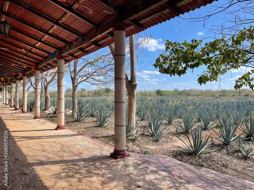 Canvastavla Agave Fields, Cancun MX